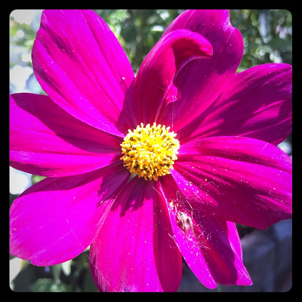 Meet your Posher Ribbet’s Boutique 🐸